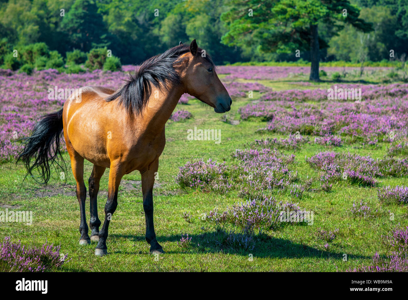 Castagna cavallo dalla nuova foresta con heather in background , copia per lo spazio per il testo Foto Stock