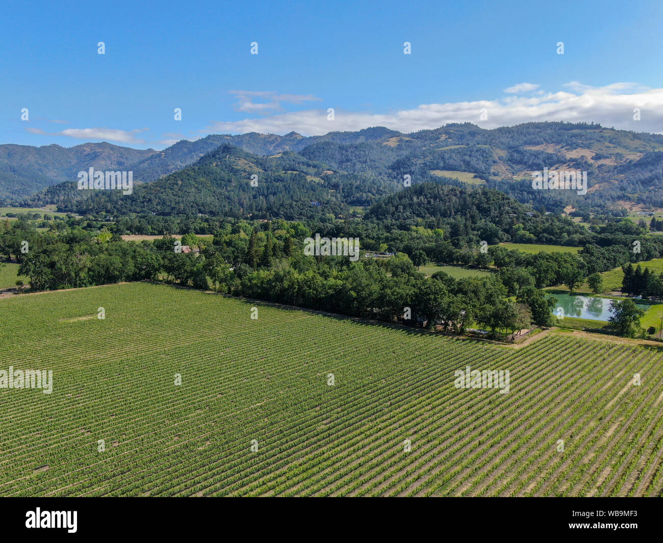 Vista aerea del vigneto in Napa Valley. Napa County in California's Wine Country. Paesaggio di vigneti. Foto Stock