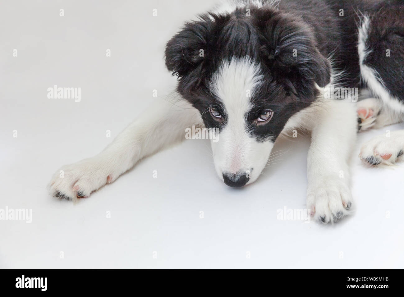 Studio divertente ritratto di carino smilling cucciolo di cane Border Collie isolati su sfondo bianco. Nuovo incantevole membro della famiglia piccolo cane fissando lo sguardo e in attesa Foto Stock