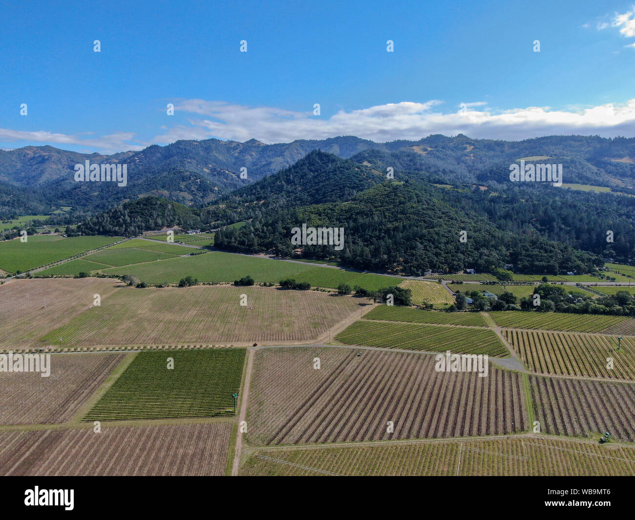 Vista aerea del vigneto in Napa Valley. Napa County in California's Wine Country. Paesaggio di vigneti. Foto Stock