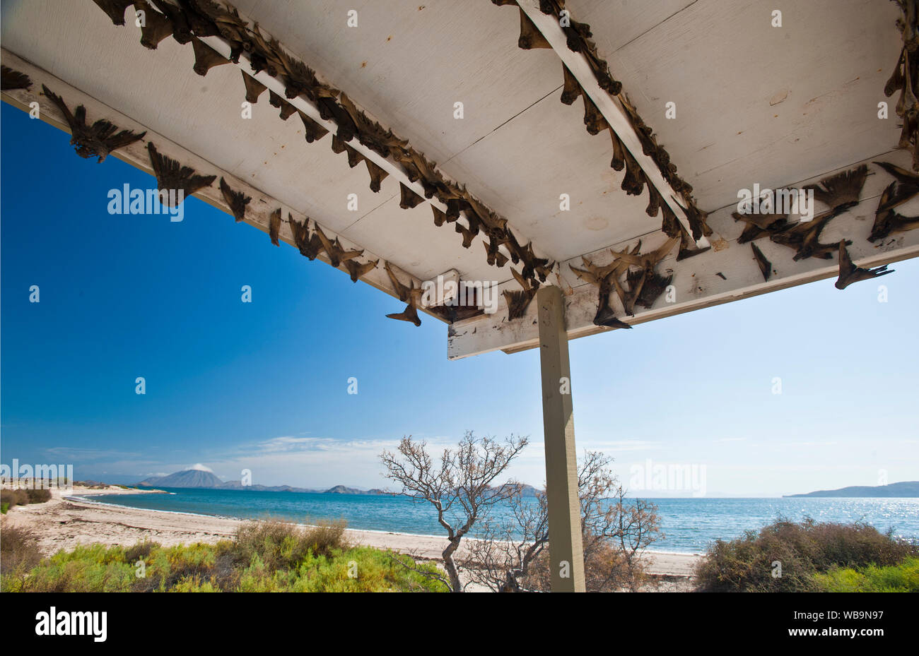 Massimale di pesca abbandonato camp in Bahia de Los Angeles, Baja, Messico. Ci sono oltre 500 Limanda e branzino tails inchiodato al portico puntoni. Foto Stock