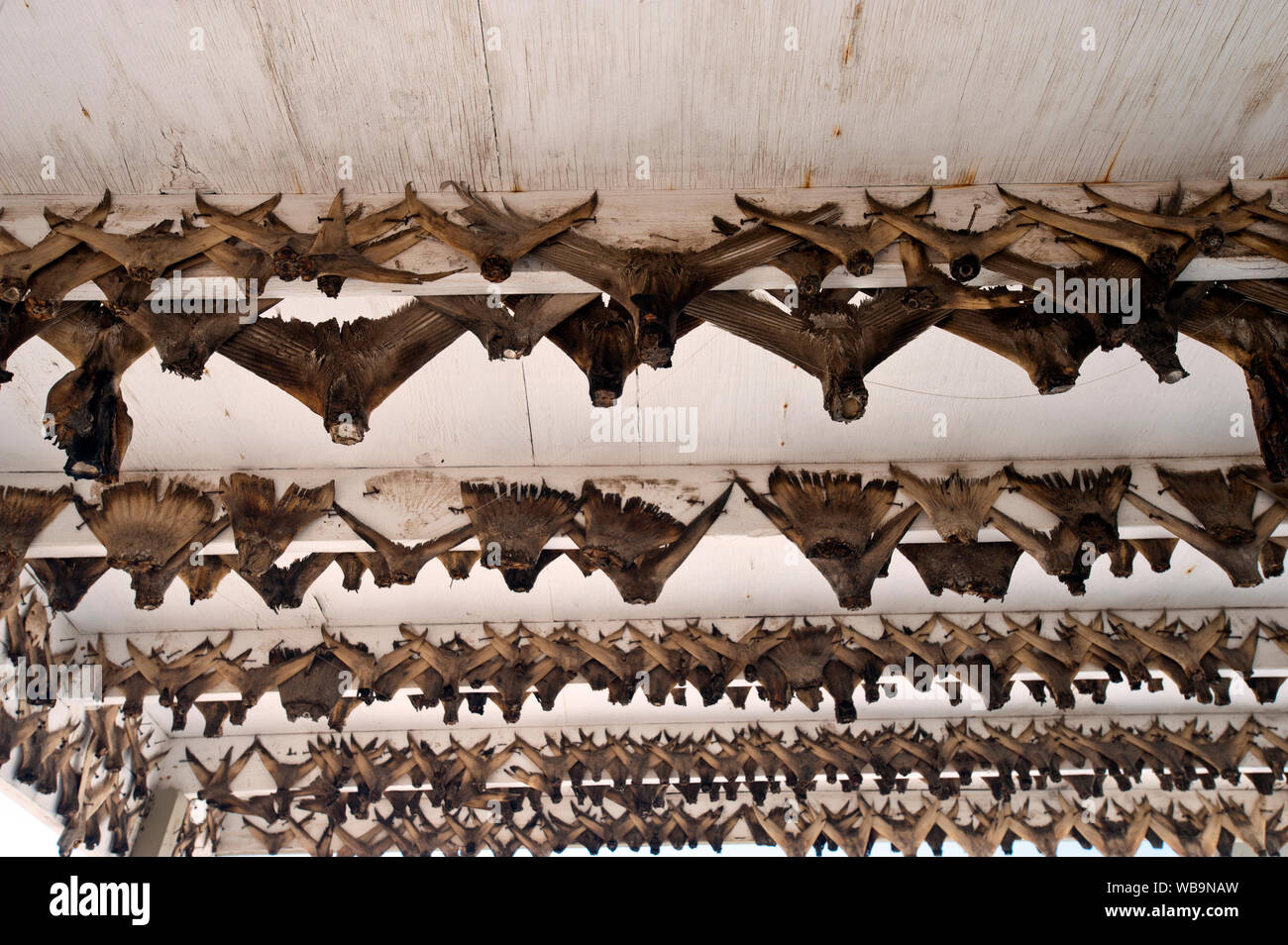 Massimale di pesca abbandonato camp in Bahia de Los Angeles, Baja, Messico. Ci sono oltre 500 Limanda e branzino tails inchiodato al portico puntoni. Foto Stock