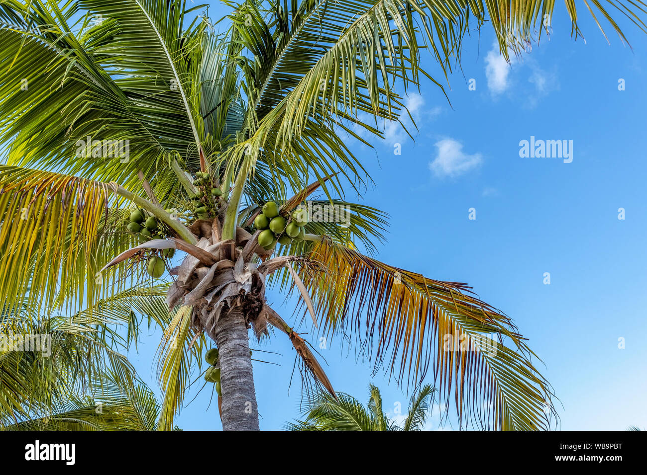 Noci di cocco direttamente dalla struttura ad albero Foto Stock