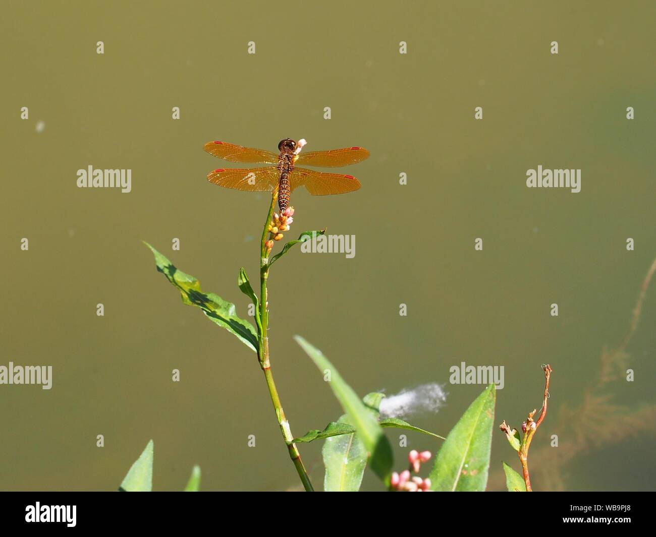 Amberwing orientale (Perithemis tenera) poggiante su un ramoscello sopra un piuttosto oscuro stagno, Marrone di ingresso, Ottawa, Ontario, Canada. Foto Stock