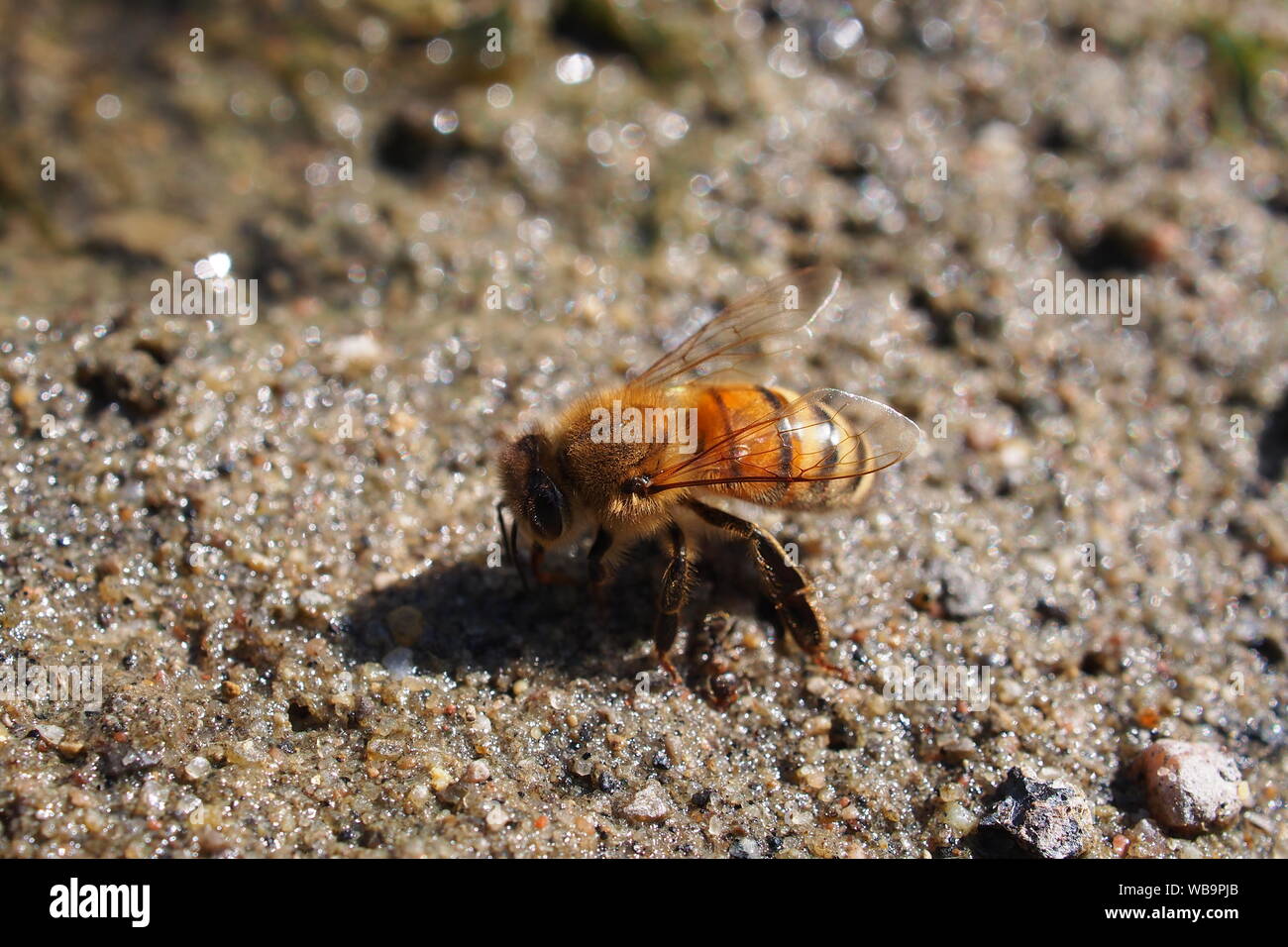 Western miele delle api (Apis mellifera) raccolta di acqua dal lato di un lago, Ontario, Canada. Apparentemente sì, essi "raccogliere l' acqua. Nel loro raccolto. Foto Stock