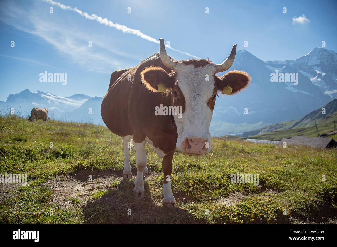 Il Monte Eiger e Bruna Alpina mucca con campanaccio in prato alpino, alpi svizzere, Svizzera Foto Stock