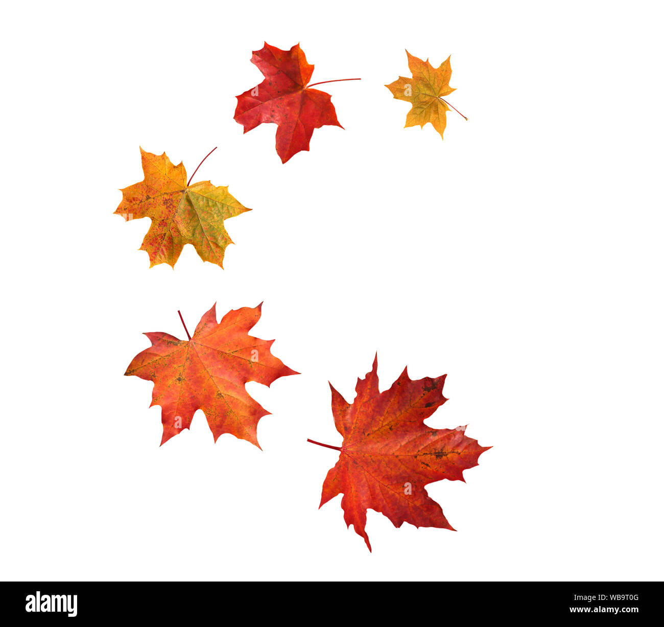 Spirale battenti mucchio di canada acero rosso Foglie di autunno isolato su bianco Foto Stock