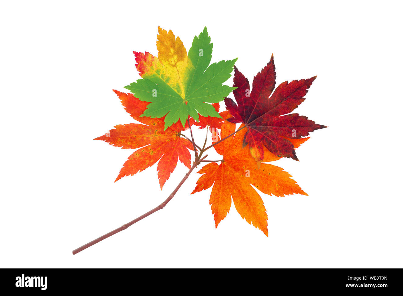 Giapponese ramo di acero con autunno rosso, arancione e verde lascia isolato su bianco Foto Stock