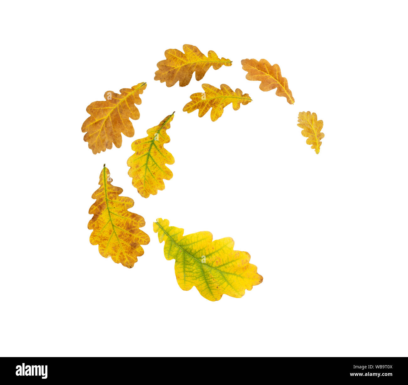 Spirale heap battenti di legno di rovere giallo e marrone a foglie di autunno isolato su bianco Foto Stock