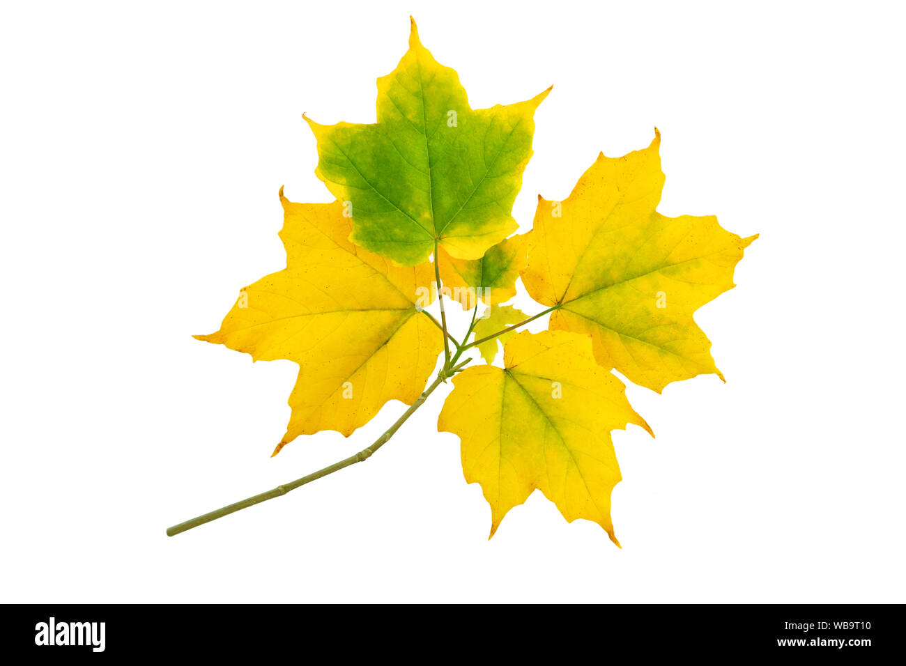 Ramo di acero con Giallo autunno foglie verdi isolati su bianco Foto Stock