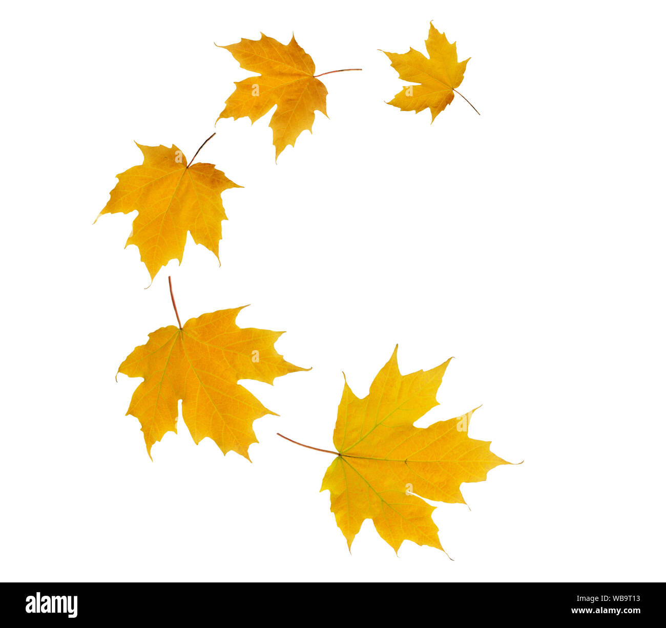 Spirale battenti mucchio di acero giallo Foglie di autunno isolato su bianco Foto Stock