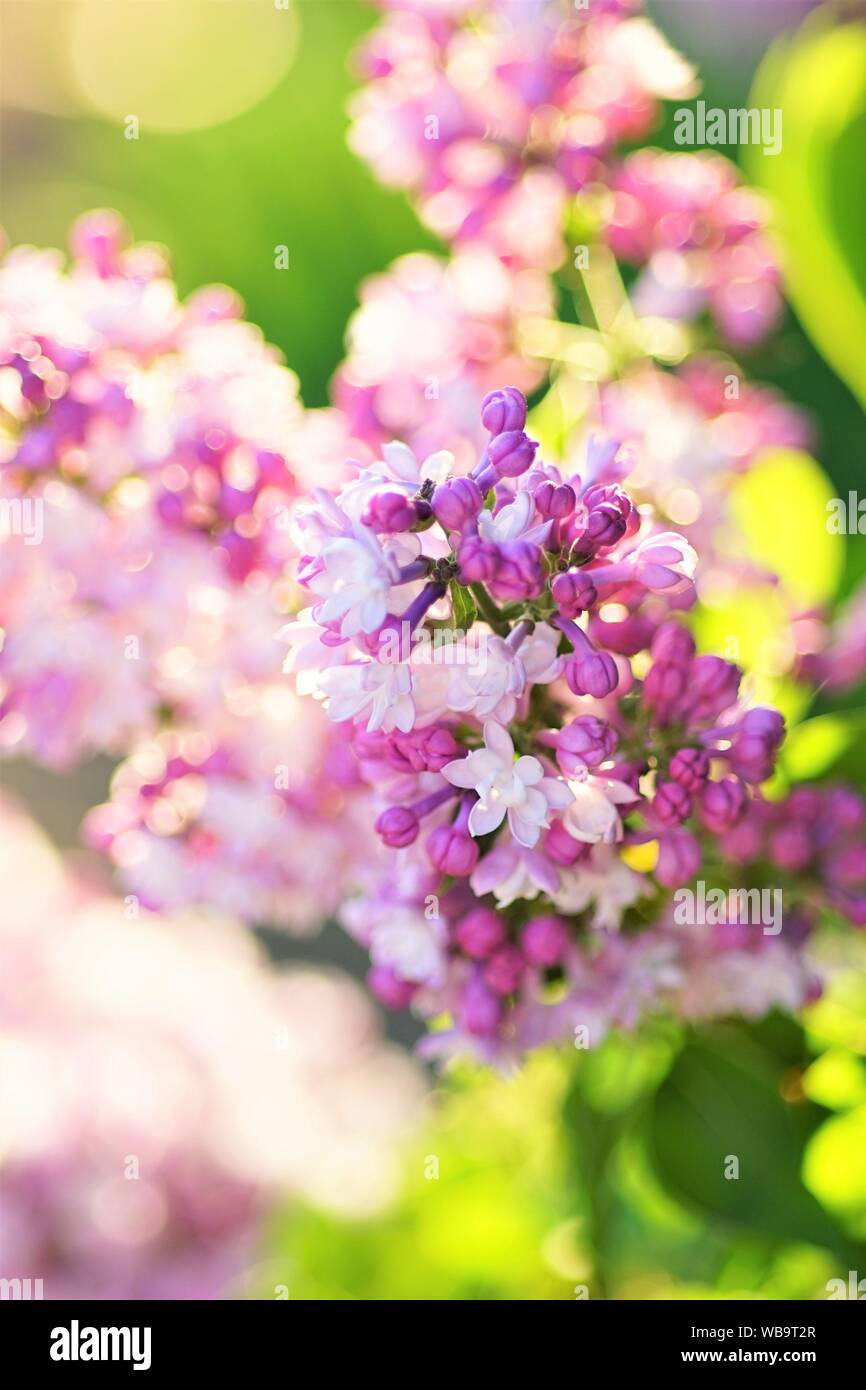 Rosa e viola piccoli fiori di un albero di lilla Foto Stock