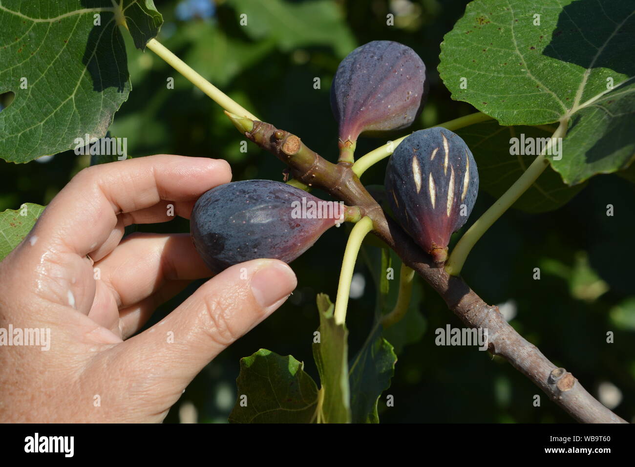 Picking coltivati biologicamente mature viola figure fuori l'albero in estate Foto Stock