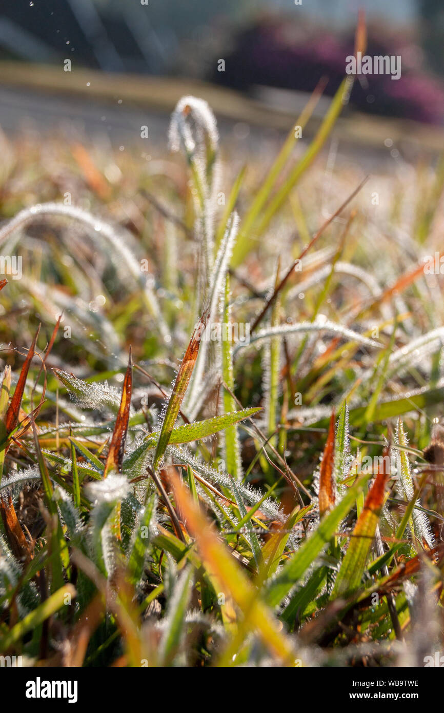 Una vista ravvicinata di lunghe lame di erba verde coperto di rugiada su un inizio gli inverni di giorno Foto Stock