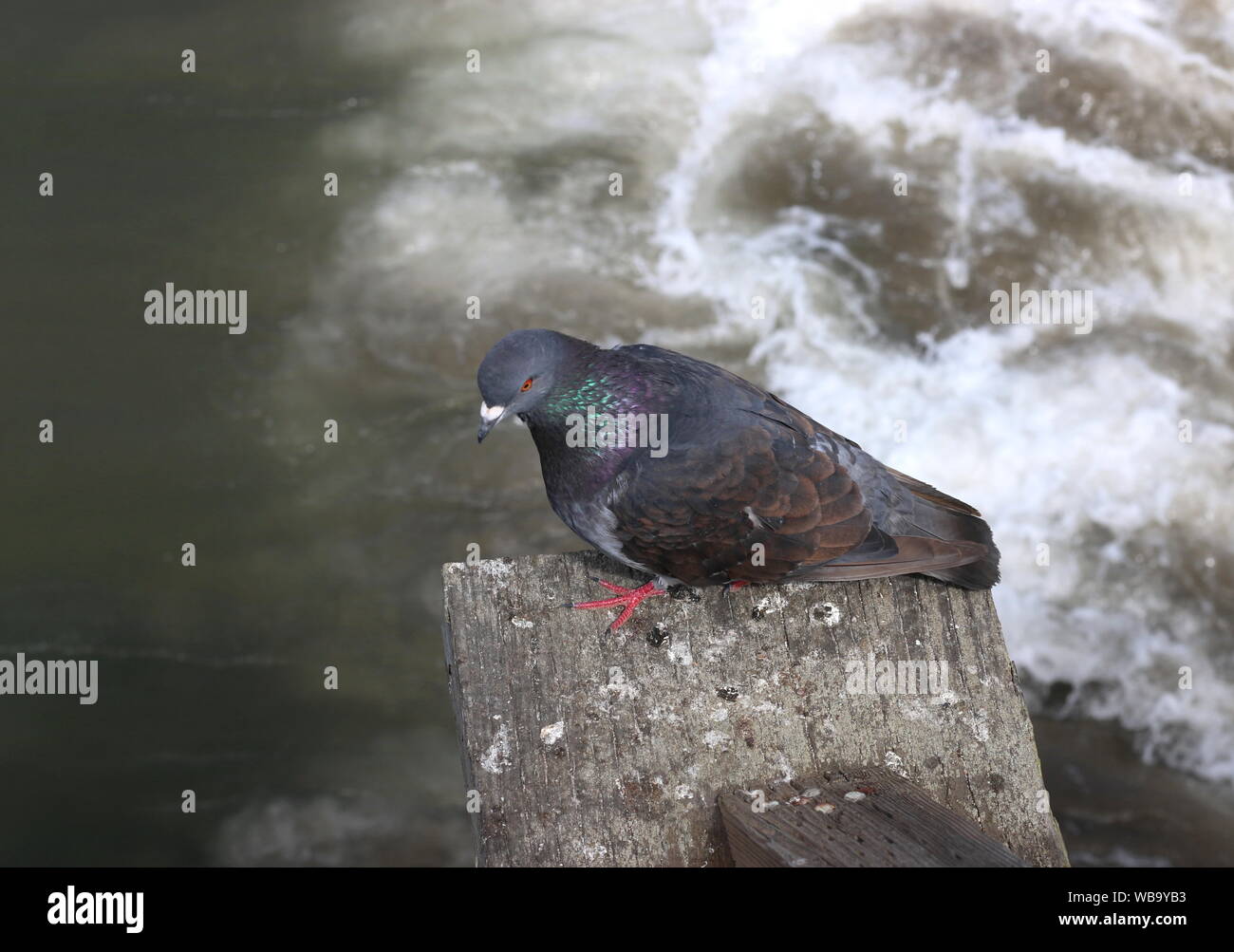 Il piccione nero su un molo in legno dall'oceano. Foto Stock
