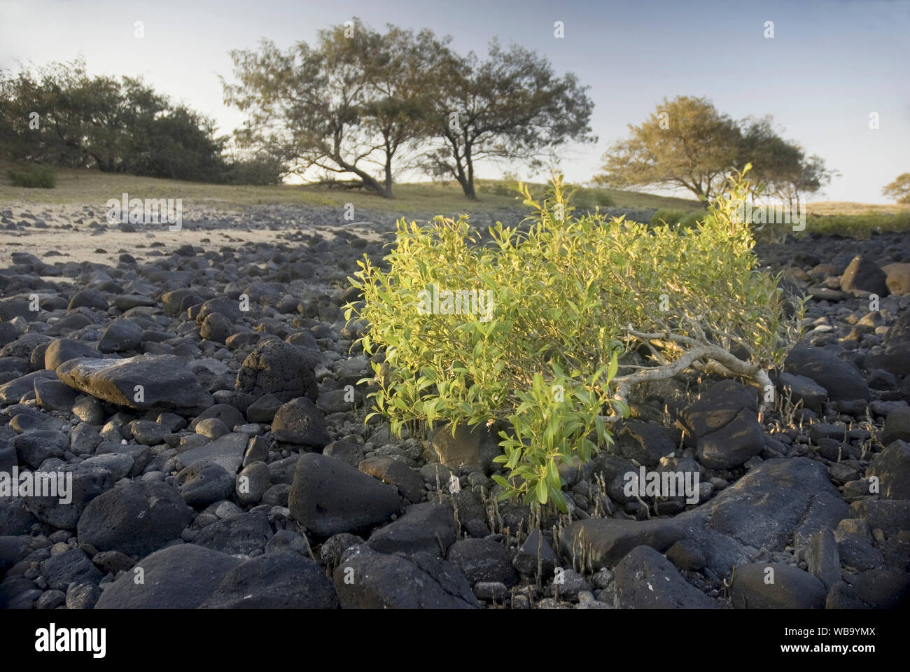 Grigio (mangrovia Avicennia marina), più a casa nel fango di estuari di marea, questo recedono grigio lotte di mangrovie di sopravvivere su uno sperone e esposto s Foto Stock