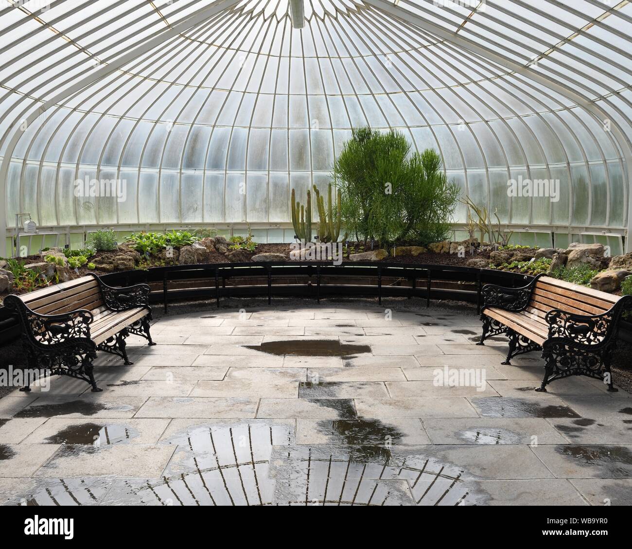 Interno del riscaldata Kibble Palace serra presso i Giardini Botanici di Glasgow, Scozia, Regno Unito, Europa Foto Stock