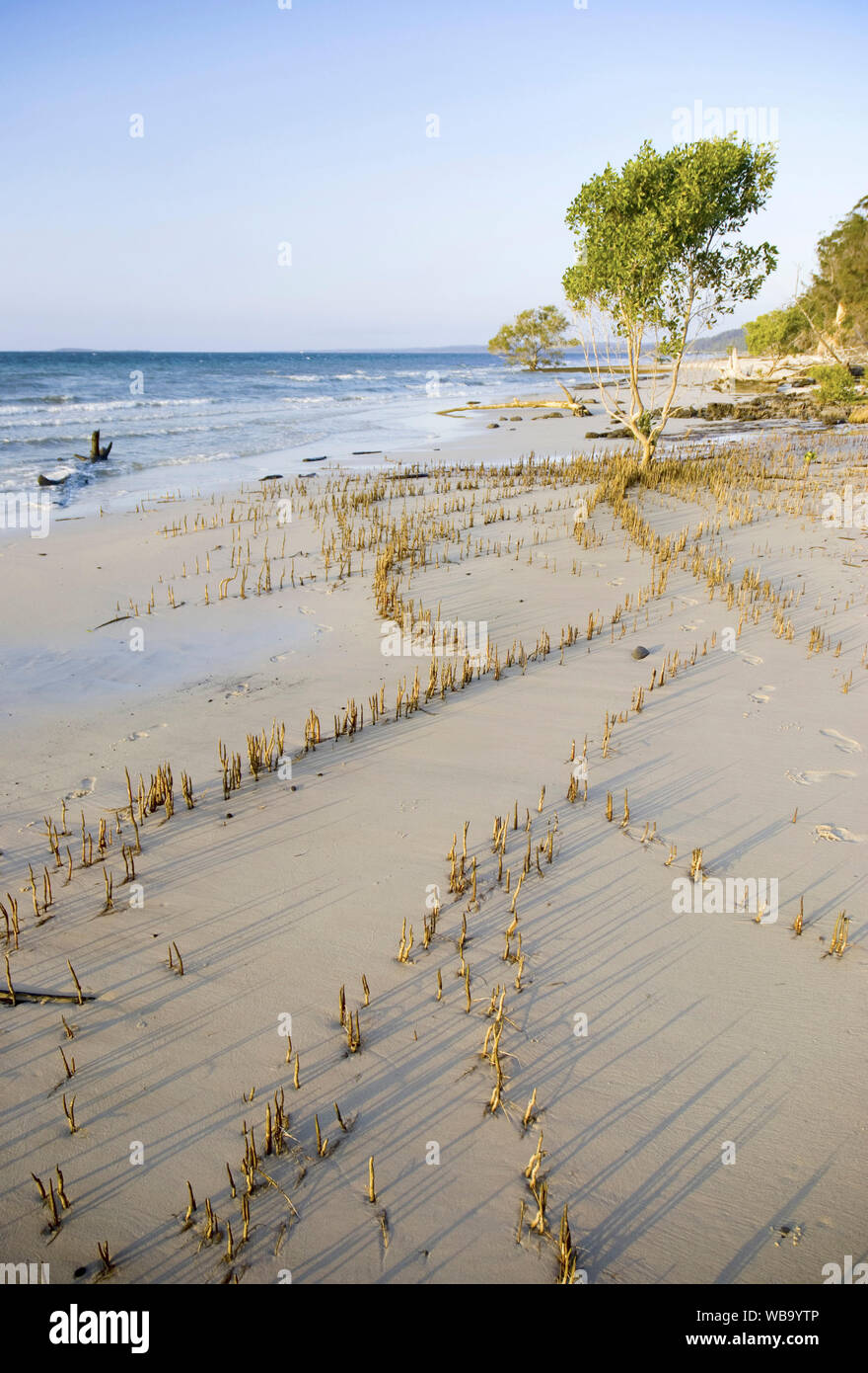 Grigio (mangrovia Avicennia marina), con pneumatofori esposti a bassa marea, indicando chiaramente la misura della pianta di root del sistema. Isola di Fraser, Qu Foto Stock