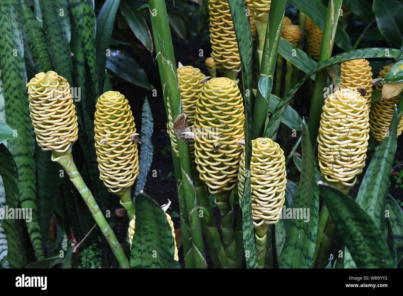 Un alveare di impianto di zenzero (Zingiber spectabile) crescente nella serra tropicale del Giardino Botanico in Glasgow, Scotland, Regno Unito, Europa Foto Stock