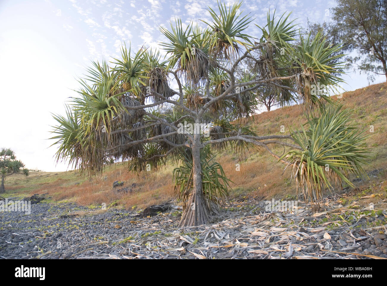 La sterpaglia screwpine (Pandanus tectorius), un ardito sabbia e sale-tolerant impianto. Woongarra Marine Park, Queensland, Australia Foto Stock