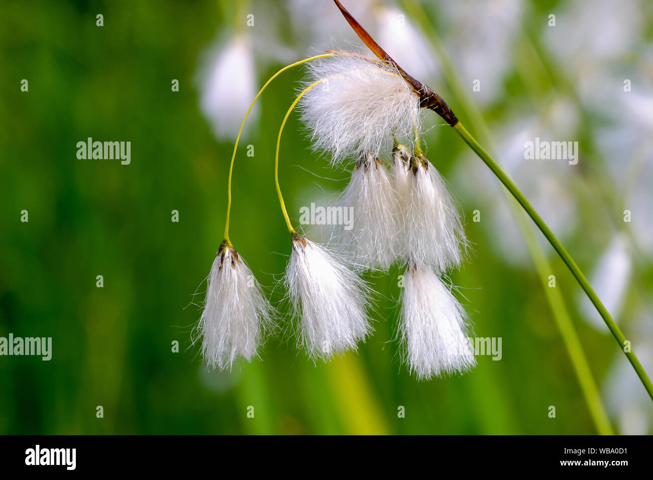 Fiore di boschi di latifoglie di cotone-erba, di latifoglie di cotone carici, Eriophorum latifolium, in estate Foto Stock