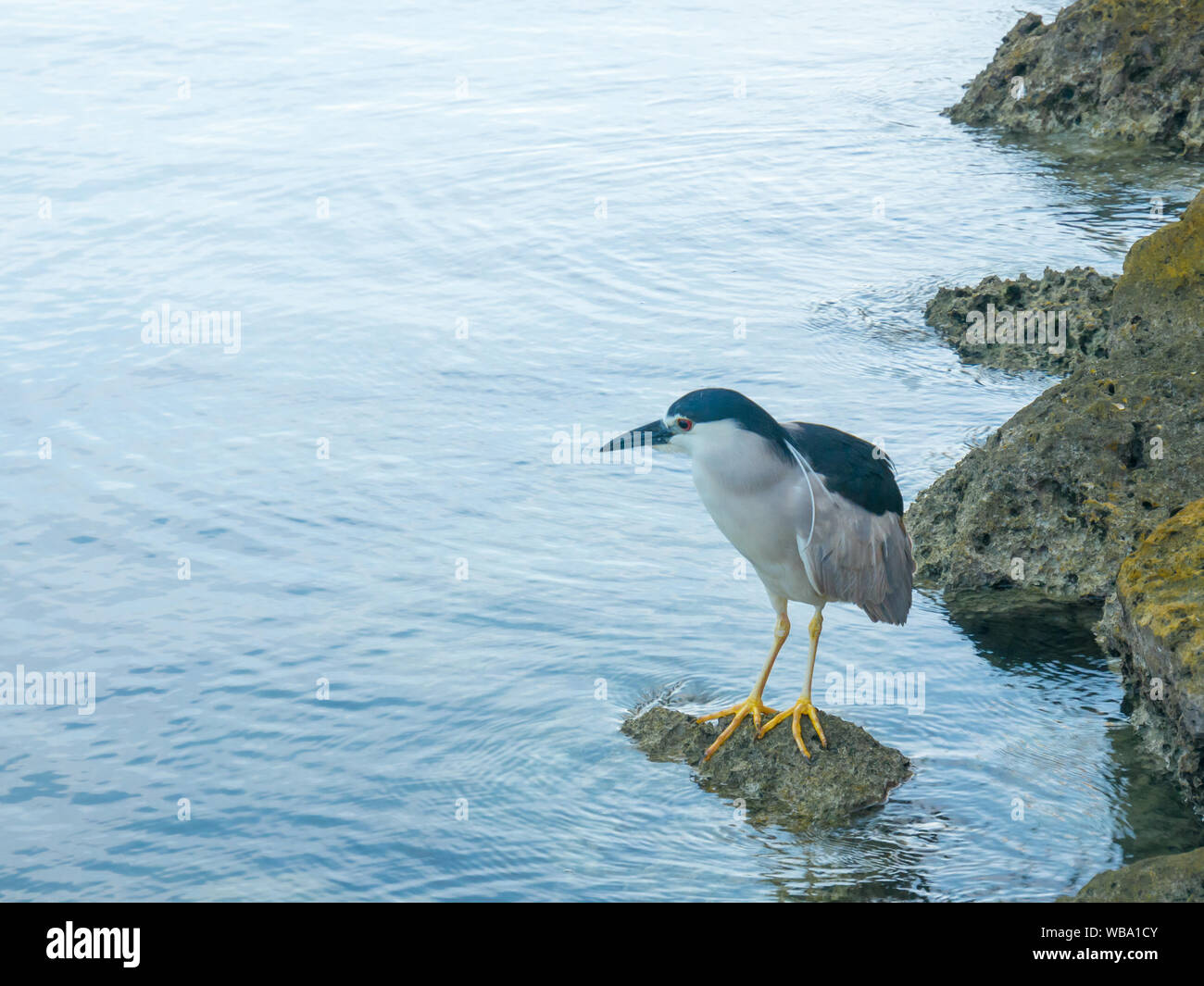 Nero-incoronato Night-Heron seduto su una roccia, Miami, Florida Foto Stock