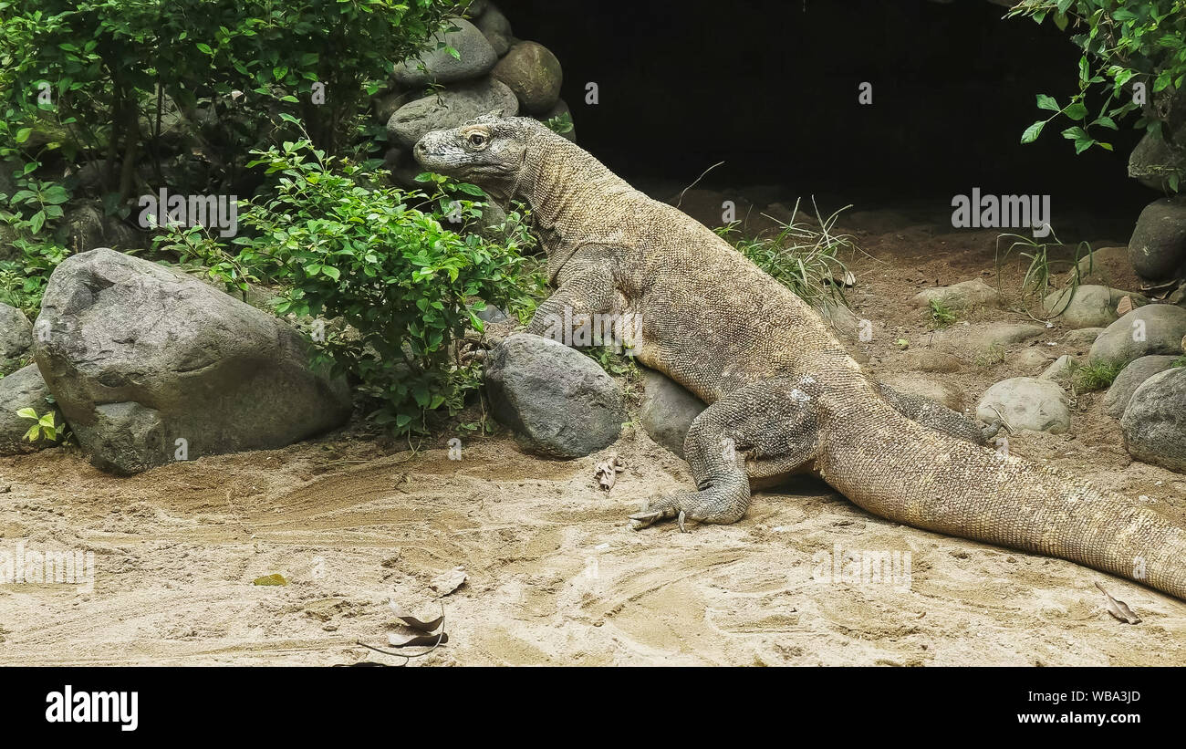 Drago di komodo sull isola di Bali Foto Stock