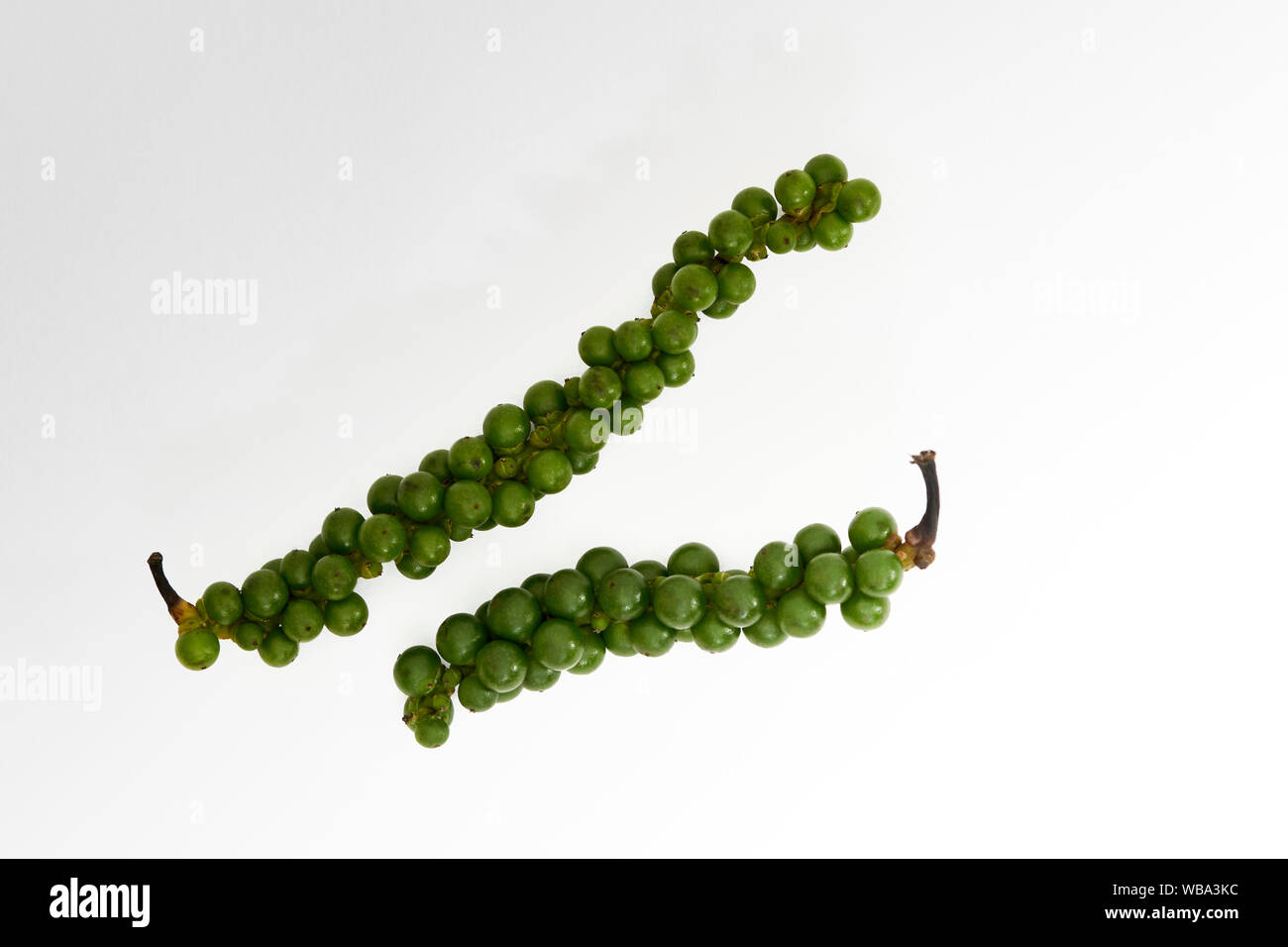 Grappoli di peppercorn verde su sfondo bianco Foto Stock