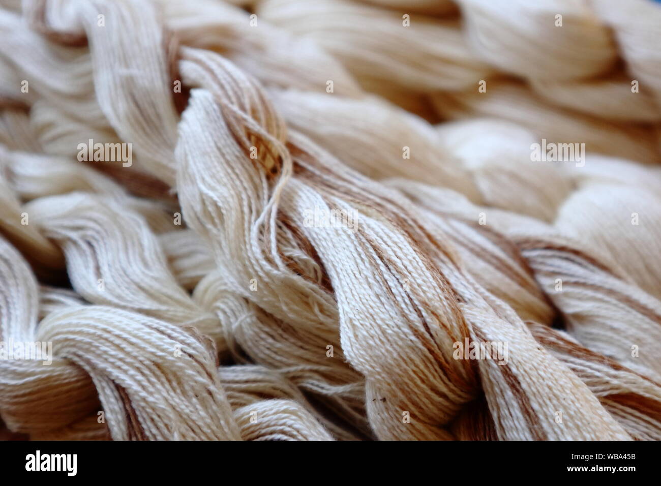 In cotone organico in bianco naturale e non tinta marrone Colori. catene di tessitura pronto per la realizzazione di tessuto Foto Stock