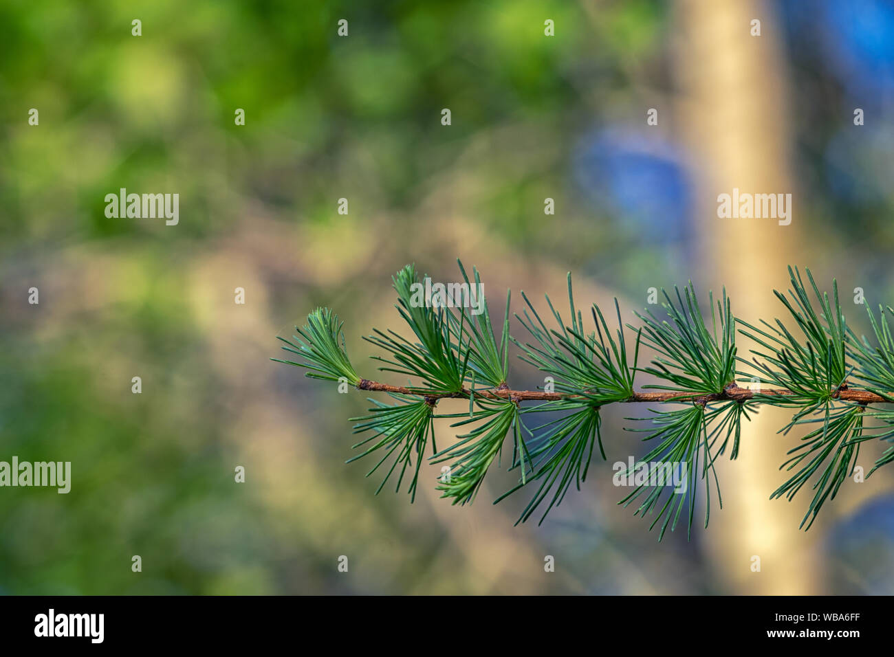 Tamarack Brance in estate Foto Stock