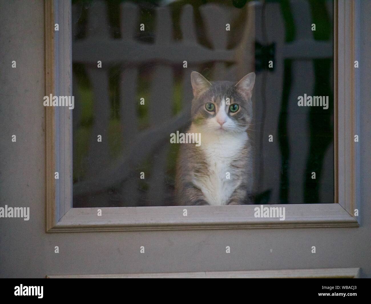Gatto intrappolato all'interno Foto Stock