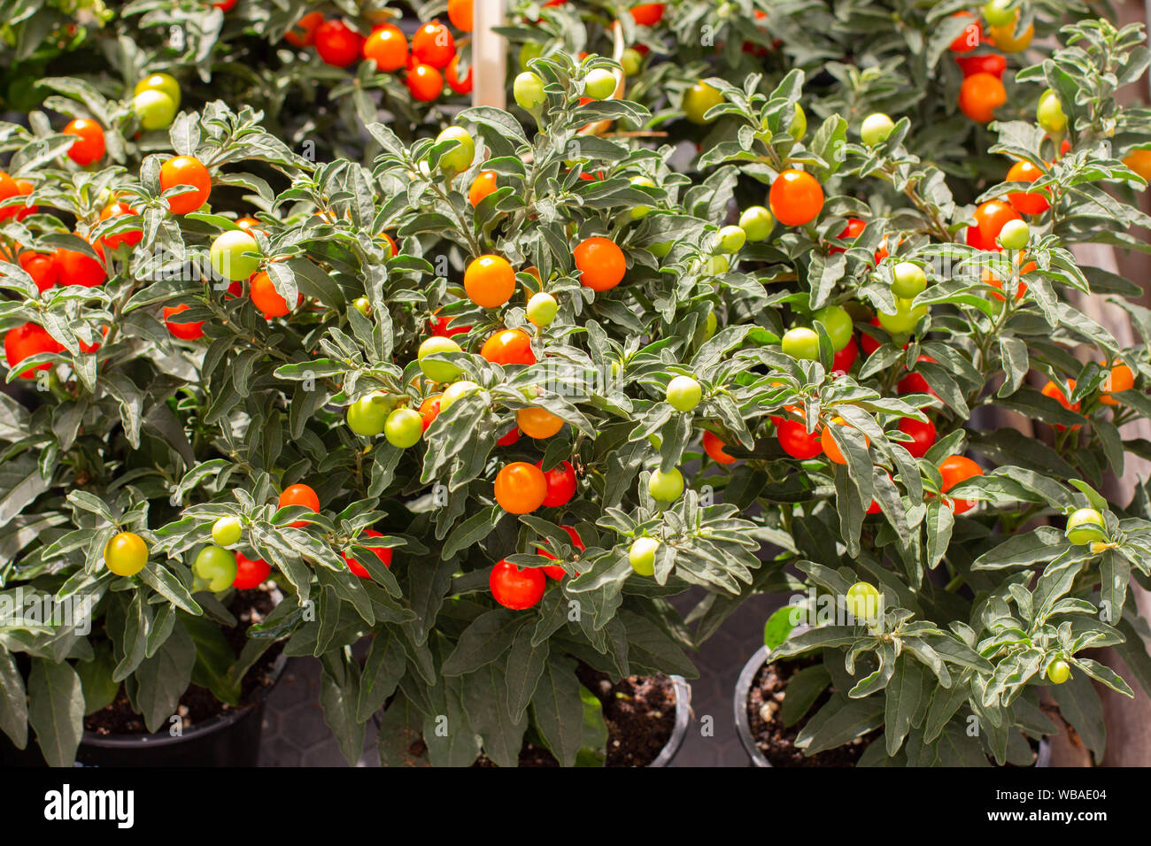 Solanum pseudocapsicum Inverno rosso ciliegia giallo nightshade bacche tra verde, vasi di piante ornamentali Foto Stock