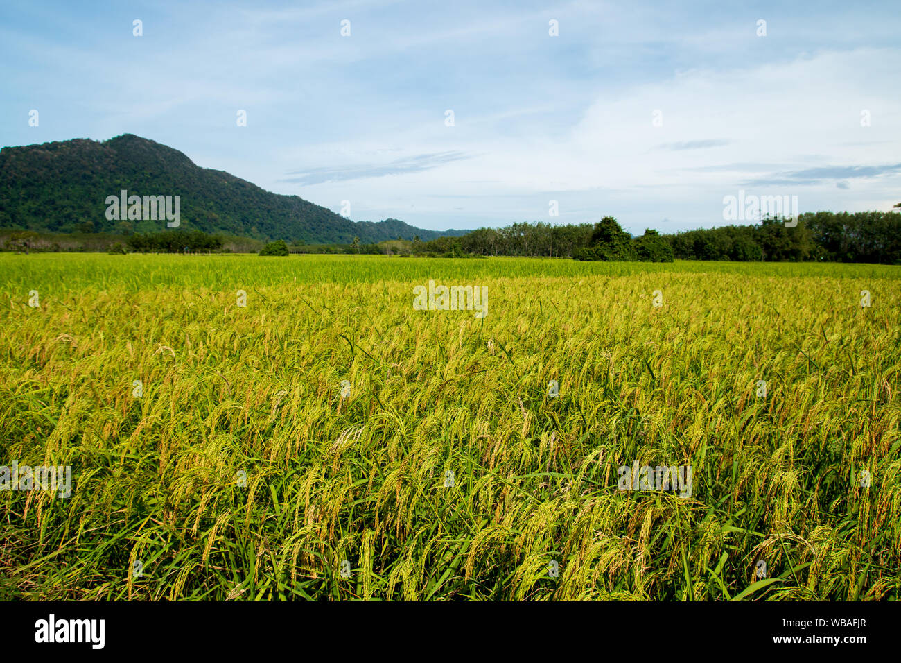 Campo di riso in Thailandia alla mattina tempo. Foto Stock