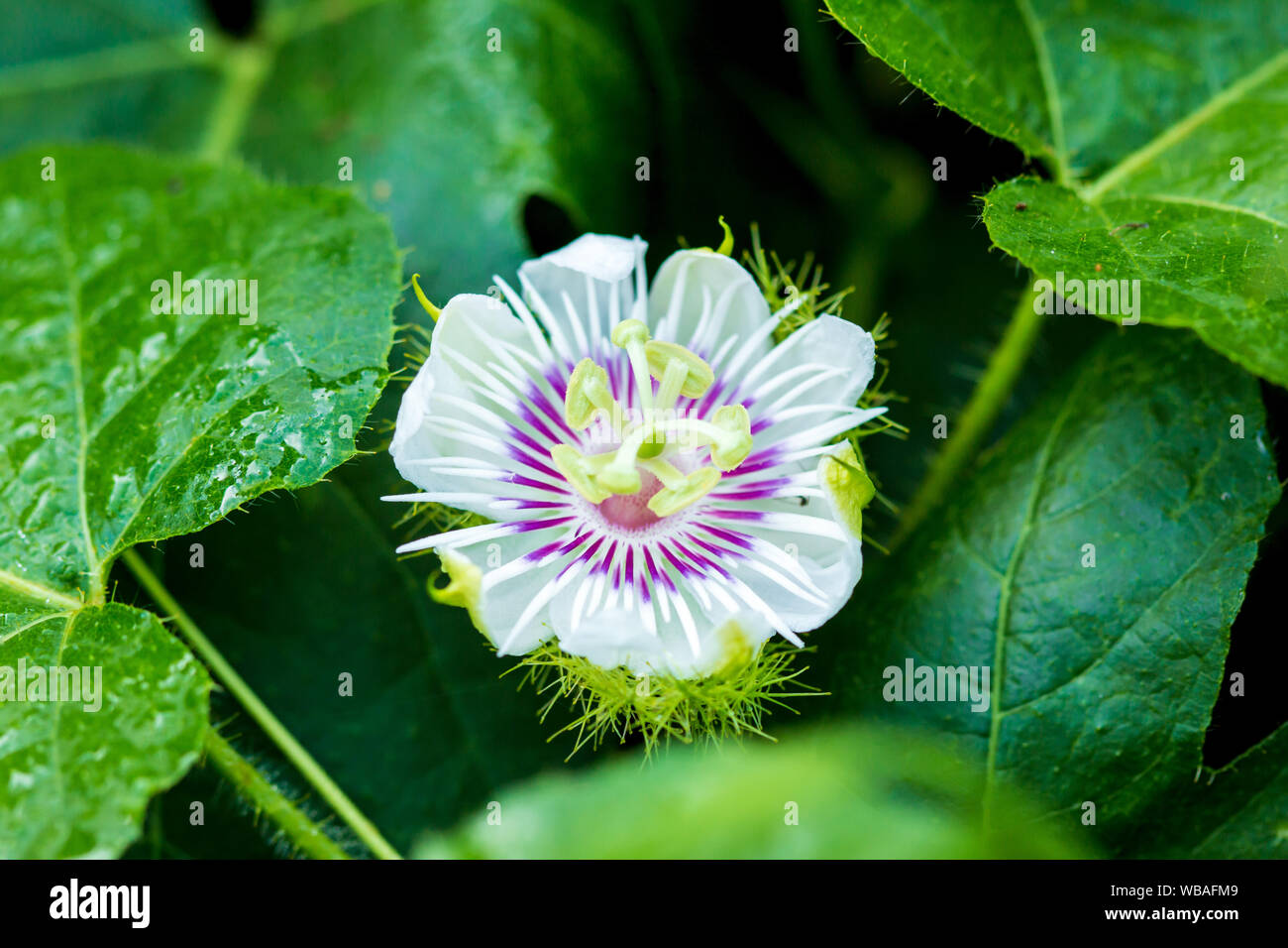 Primo piano della fetida fiore della passione sulla vite. Foto Stock