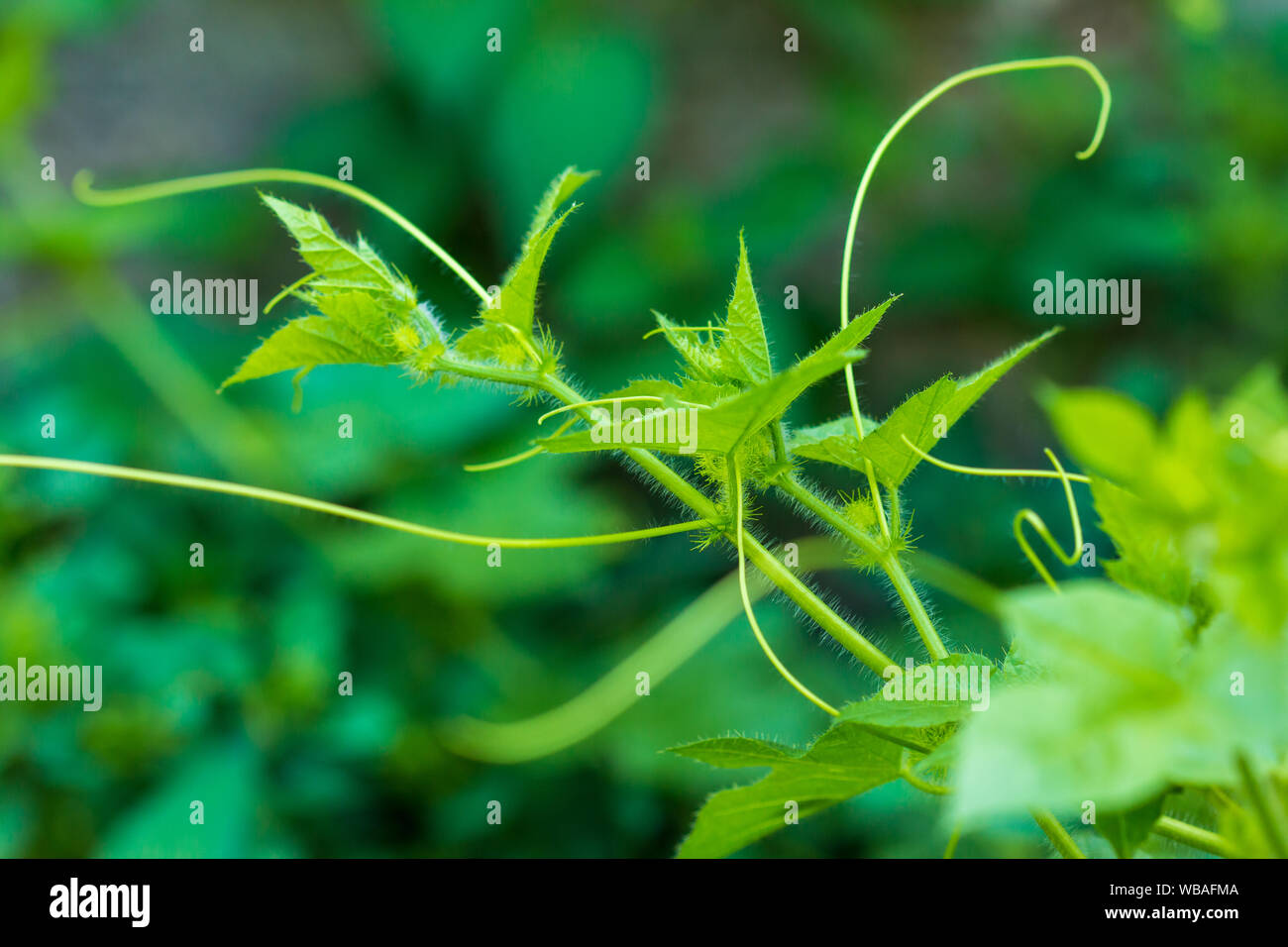 Primo piano della passiflora fetida a mattina tempo. Foto Stock