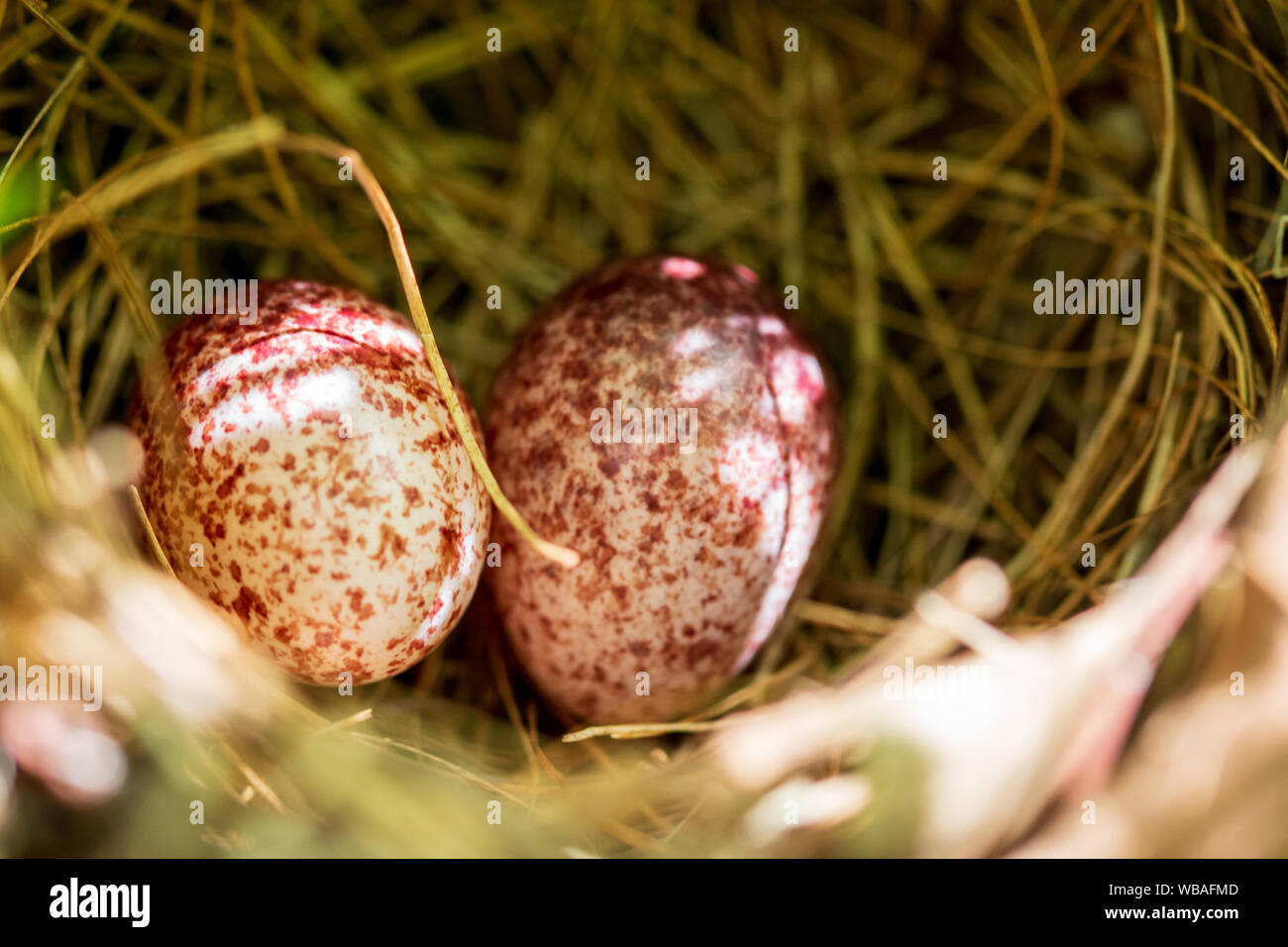 Uova di uccello nel nido a tempo di giorno. Foto Stock