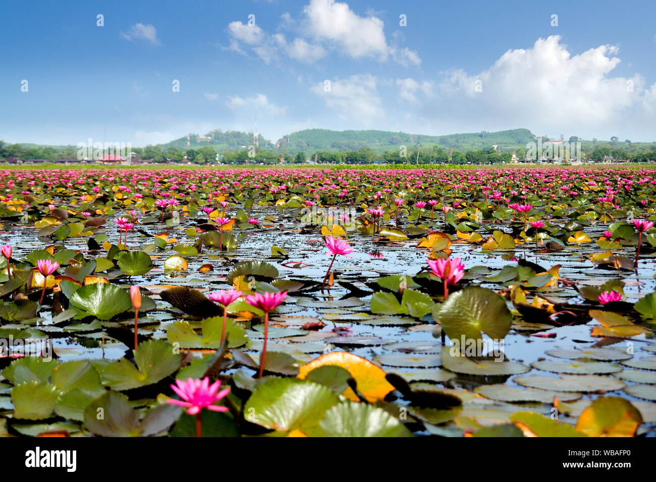 Bei campi di loto rosso in Thailandia Foto Stock