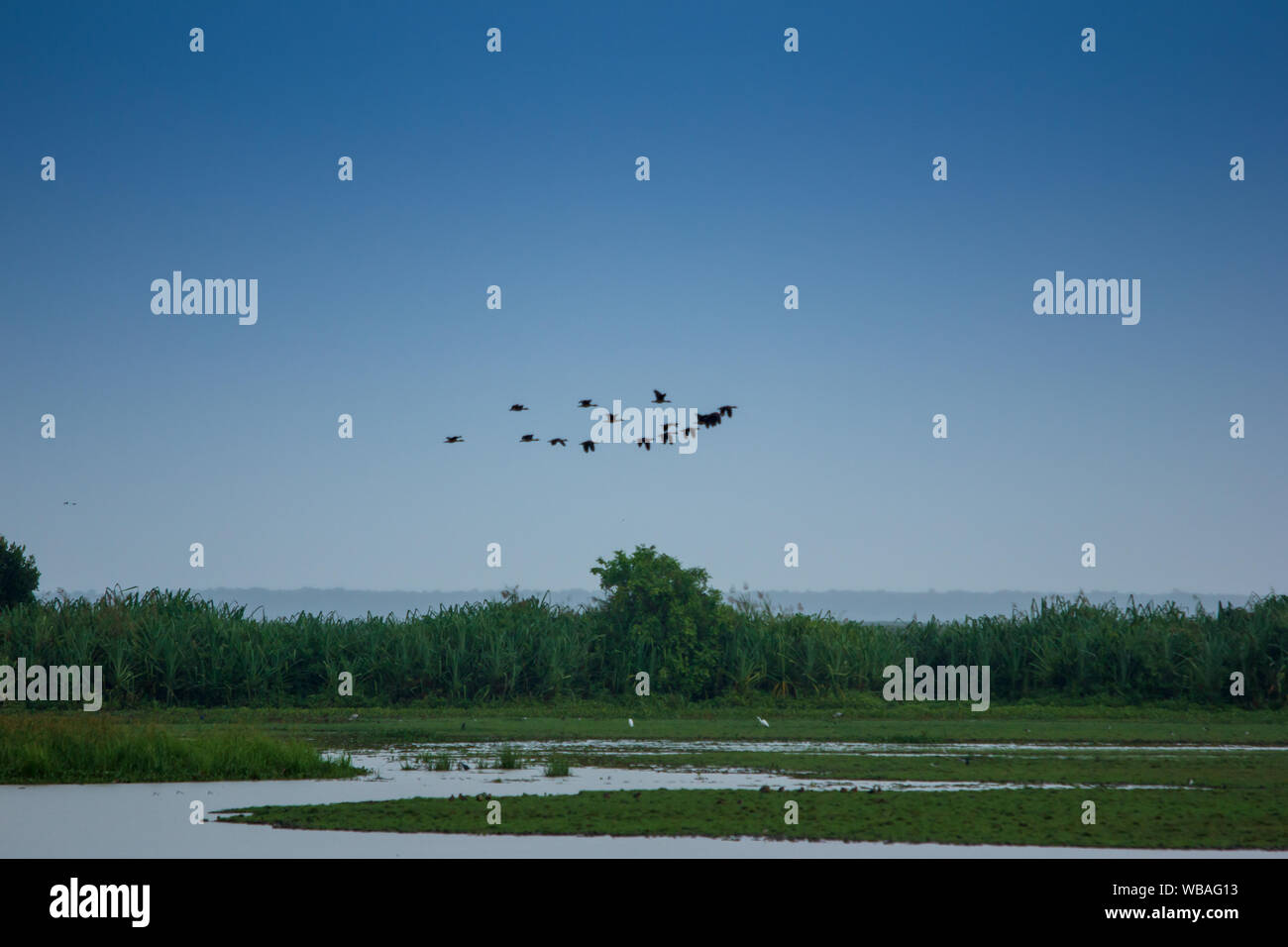 Gli uccelli vivono nei laghi d'acqua dolce. Foto Stock