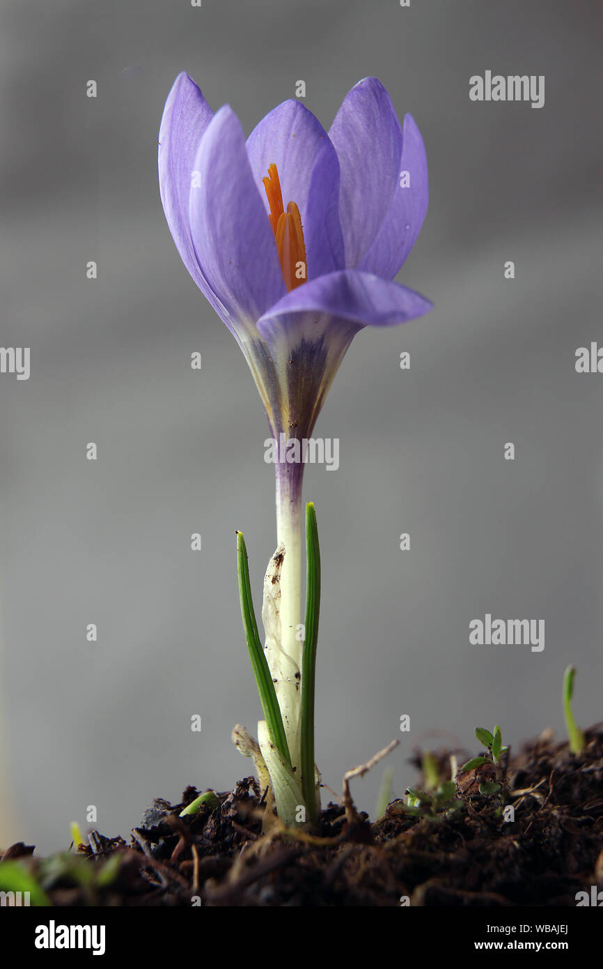 Ci sono molte specie di piante endemiche nella parte orientale della  regione del Mar Nero Foto stock - Alamy
