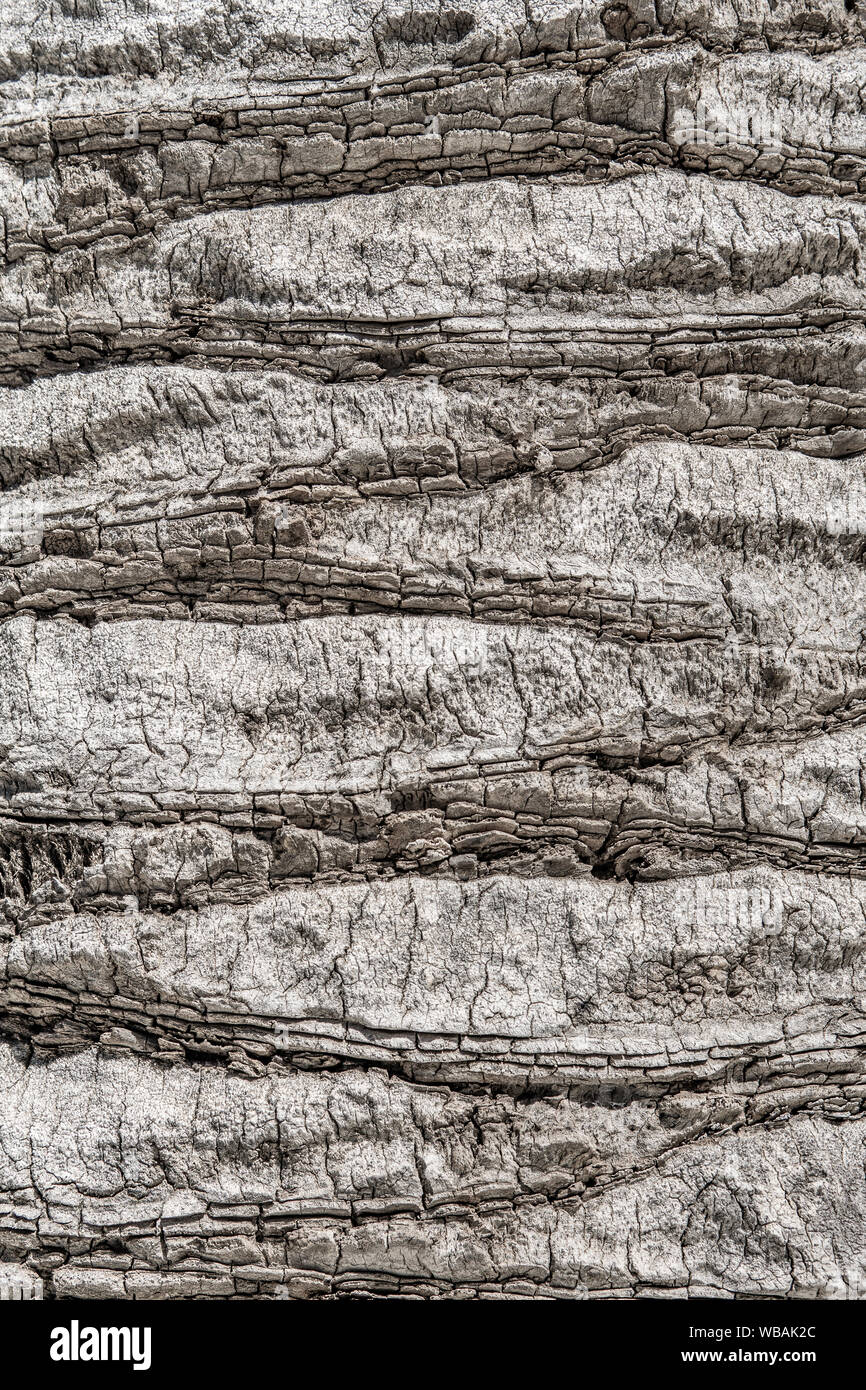 Palm tree corteccia texture. Texture di sfondo di corteccia di albero. La pelle la corteccia di un albero che tracce cracking. Texture di legno di corteccia di albero vicino Foto Stock