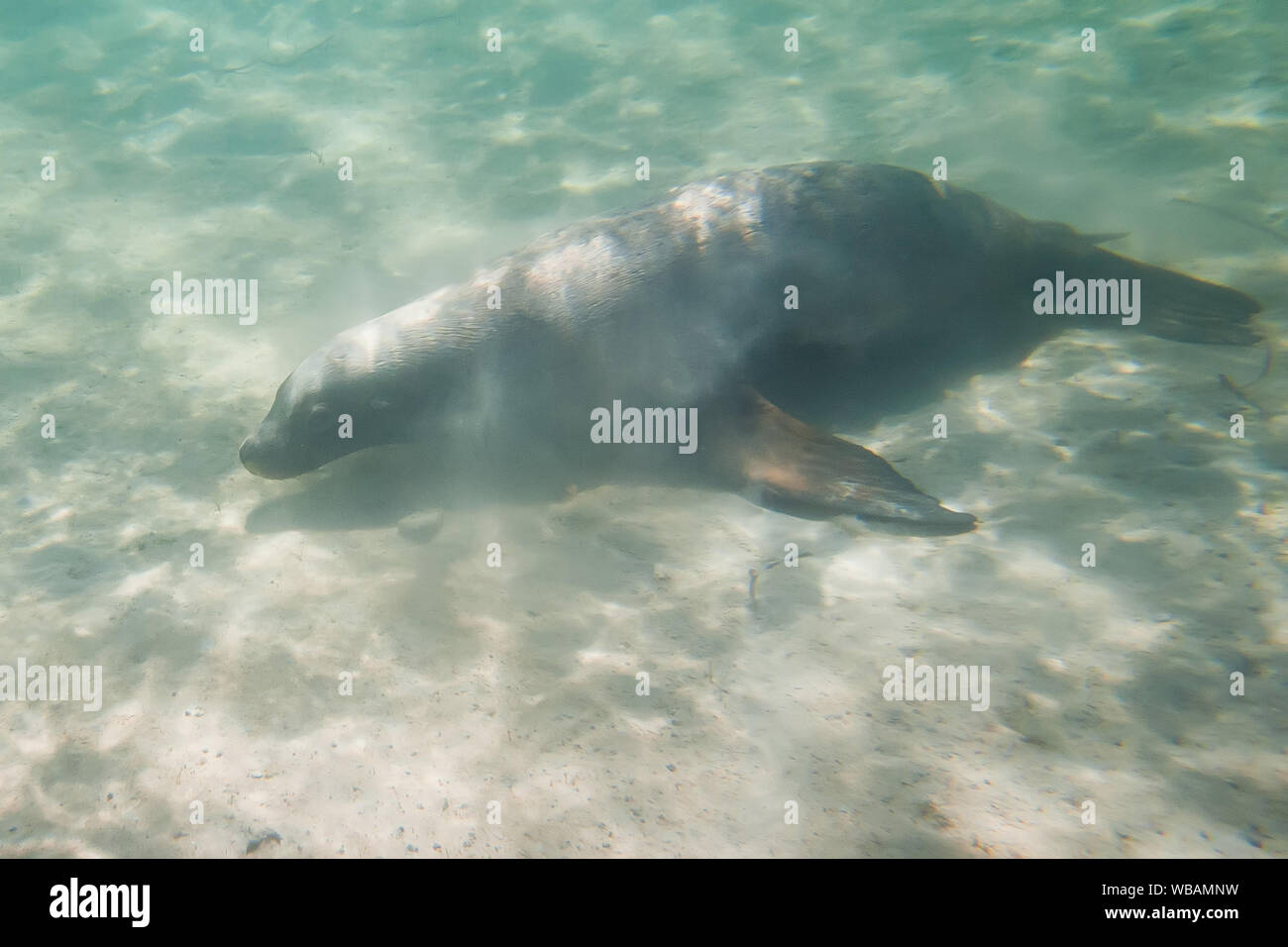 Australian Sea Lion (Neophoca cinerea), sott'acqua. L'isola è un bottino-out zone per i maschi di leoni di mare dove essi bask e riconquistare la loro condizione dopo Foto Stock