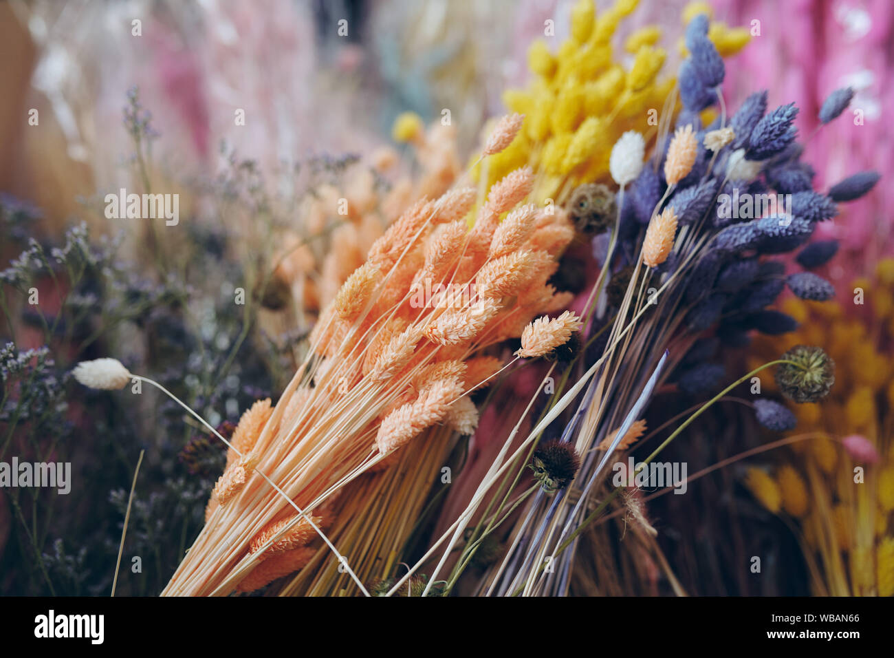 Close-up di bella erba essiccata bouchet collocato in fiore Foto Stock