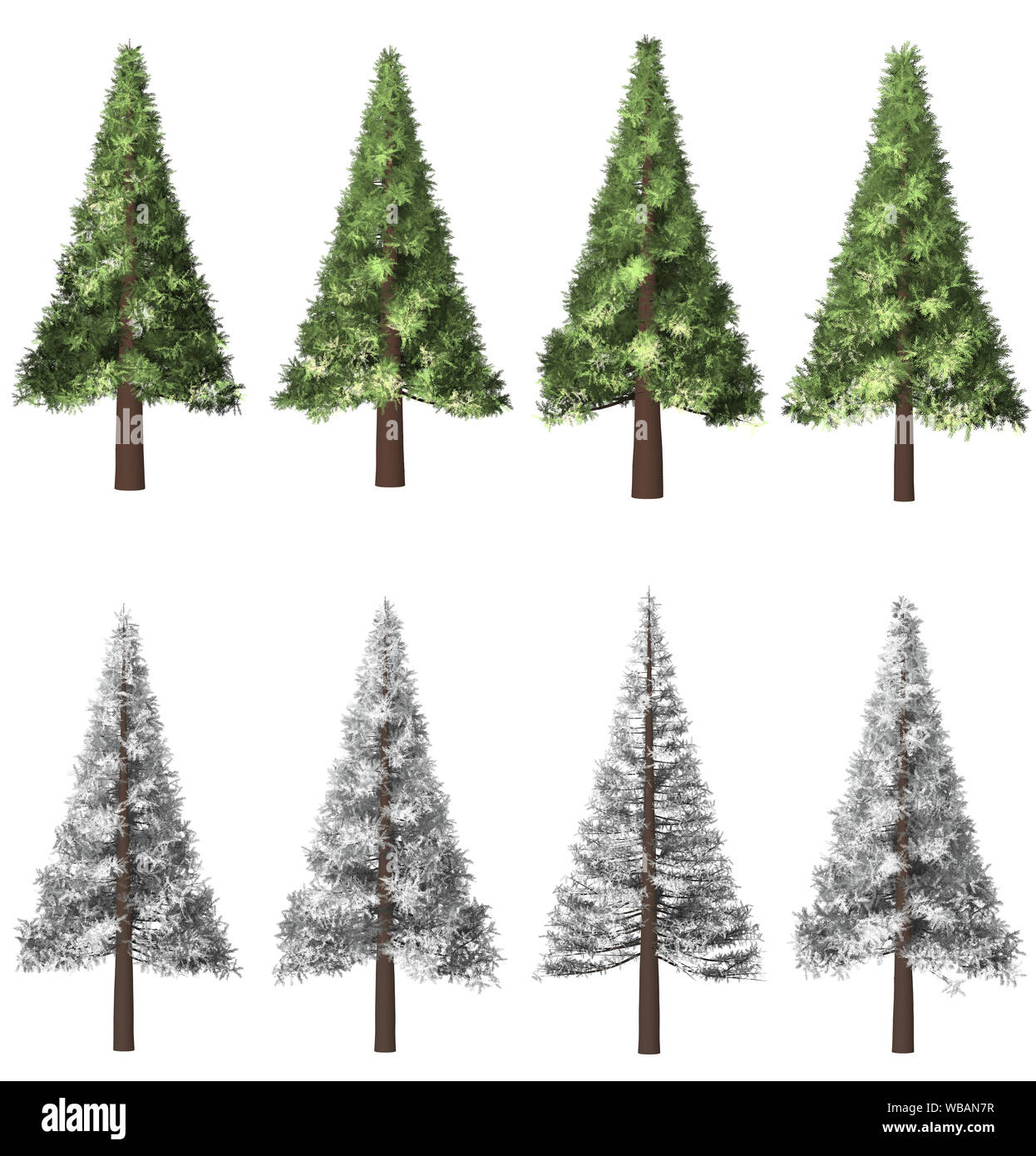 Albero di natale, Pino. Inverno forrest sfondo ad albero. 3D'illustrazione. Sfondo bianco isolare. Natura e design di giardini. Foto Stock