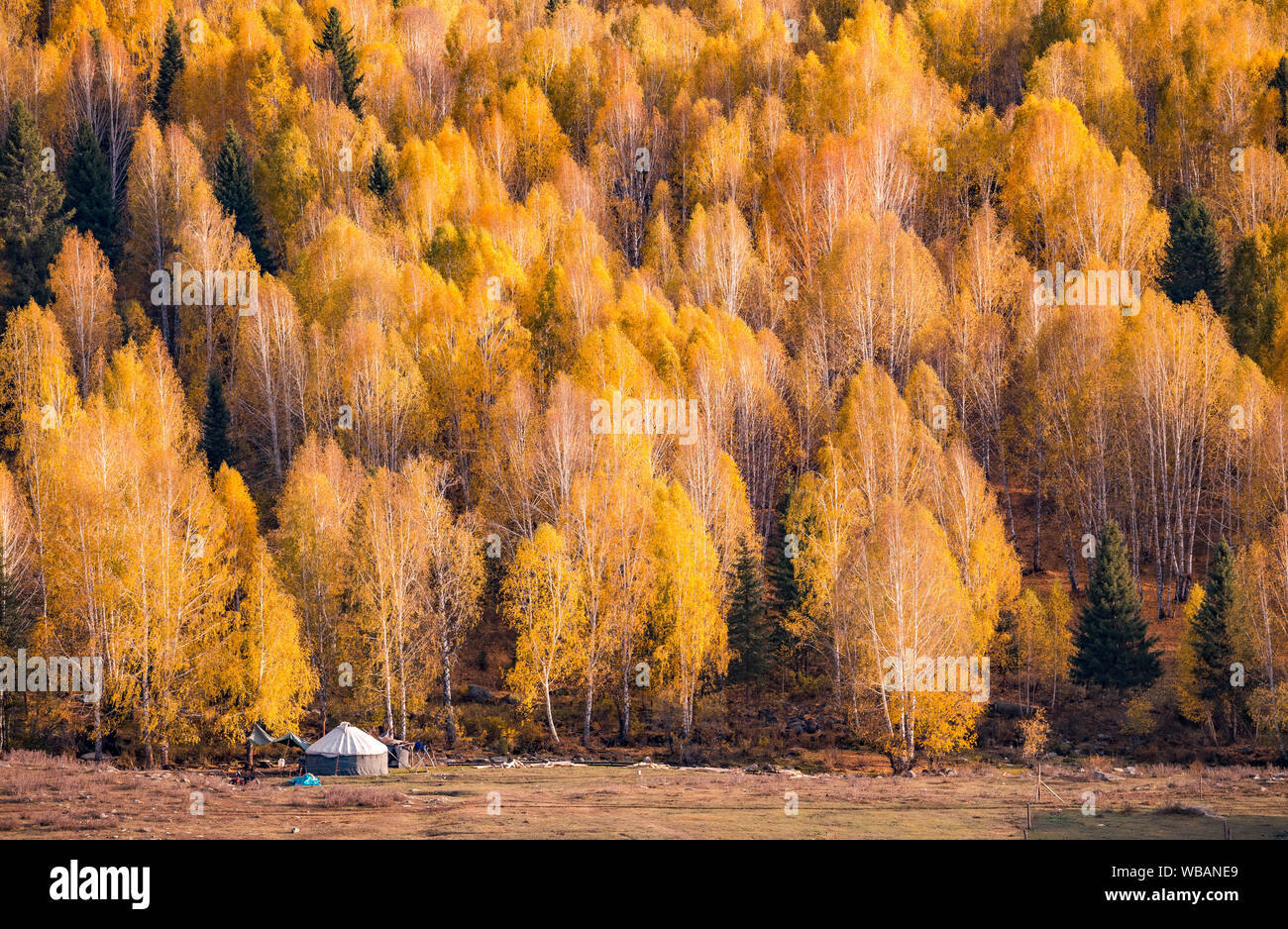 Xinjiang Hemu betulla foresta paesaggio autunnale della bellezza Foto Stock