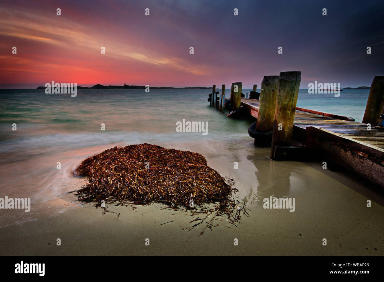 Piante fanerogame sulla spiaggia. I Parchi seagrasses svolgono un ruolo importante nell'ecologia delle acque costiere, stabilizzare le barene offshore e fornendo un modo Foto Stock