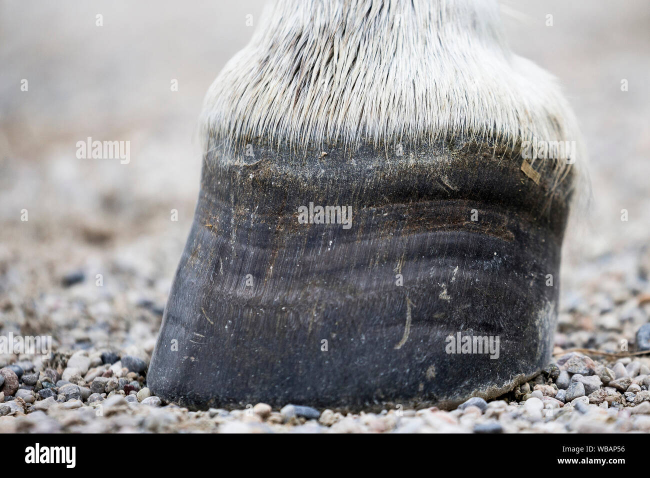 Un zoccolo mostra segni di mancanza di cibo. Austria Foto Stock