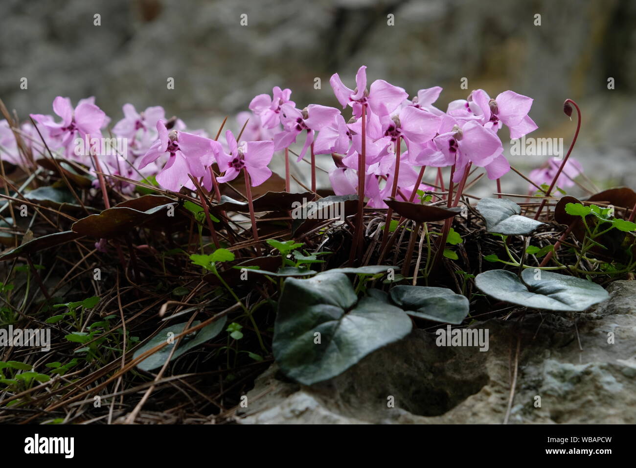 Lila fioritura cyclamens cresciuto tra le rocce in Antalya Foto Stock