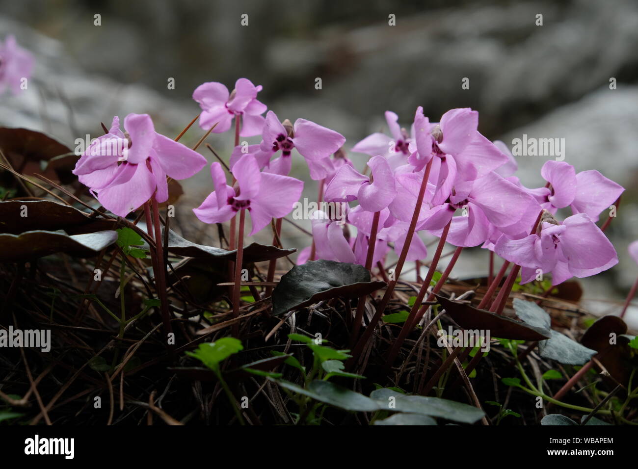 Lila fioritura cyclamens cresciuto tra le rocce in Antalya Foto Stock