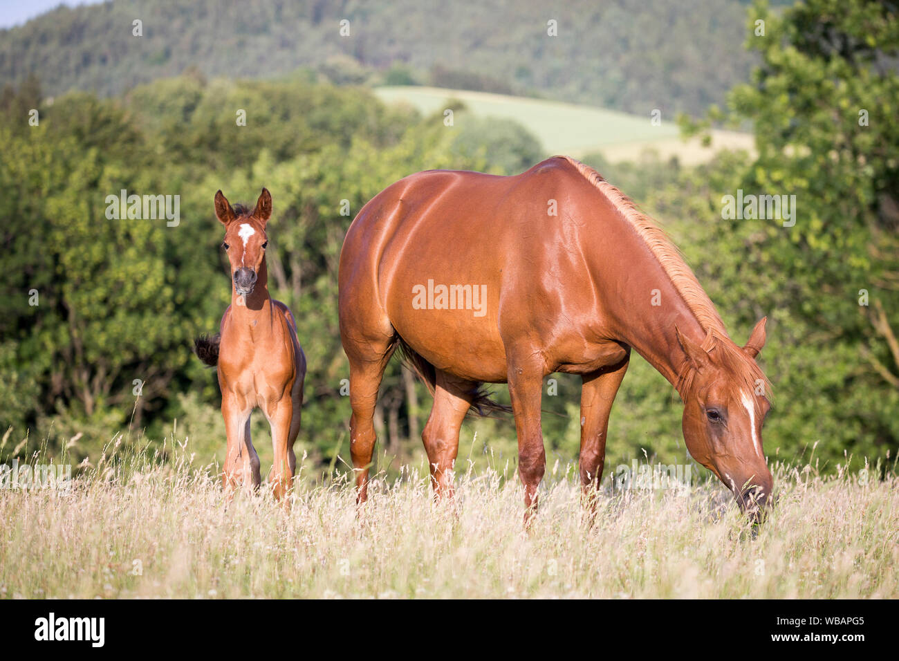 Arabian Horse. Chestnut mare con bay puledro in piedi su un pascolo. Austria Foto Stock