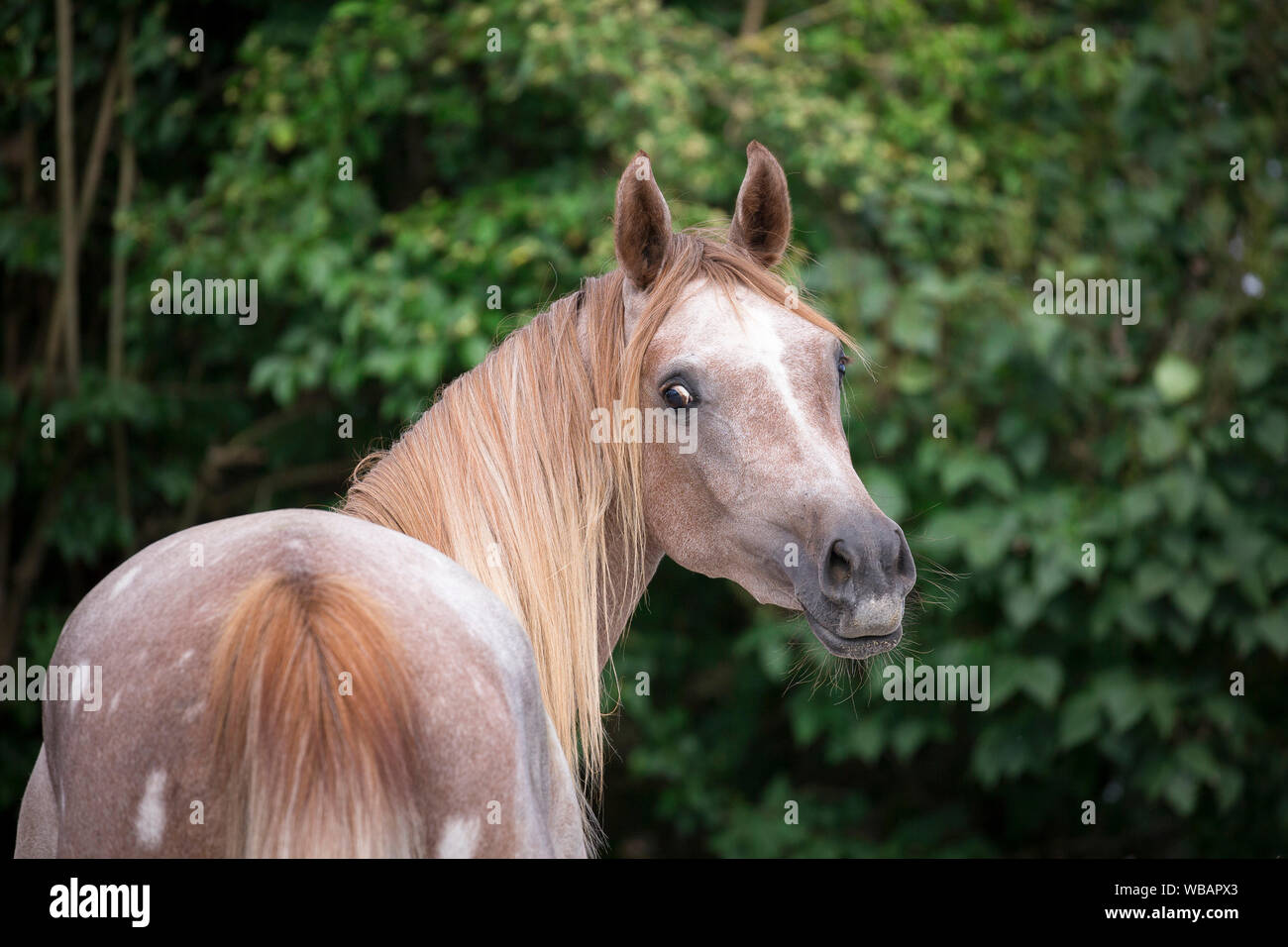 Arabian Horse. Ritratto di Stefano Rossi il novellame di mare. Austria Foto Stock